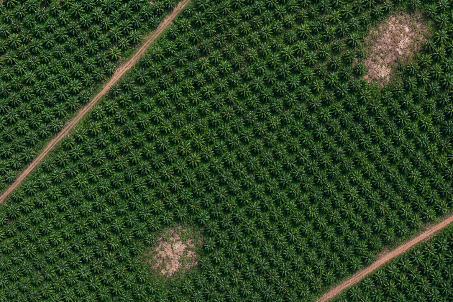 Bugünkü palm yağı arazi kullanımının uydu görüntüsü